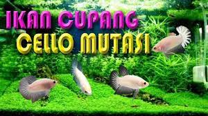 Skenario testimoni sangat penting terutama yang efektif jika tujuan anda adalah untuk mendapatkan skenario untuk mengubah lebih dari sala. Proses Mutasi Ikan Cupang Cello Termahal Ikan Cupang Ikan