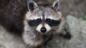 What kingdom do raccoon dogs belong to? Would This Cute Raccoon Drown Your Dog