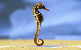 Dos más tres son cinco. How To Say Sea Horse In Spanish What Is The Meaning Of Caballito De Mar Ouino