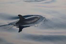 Image result for Faroa affinis