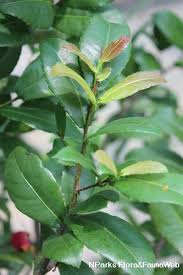 Image result for Ochna richardsiae