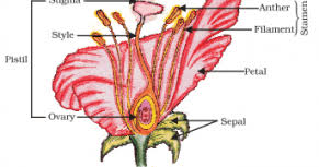 See more ideas about flowers, beautiful flowers, planting flowers. Longitudinal Section Of Hibiscus Flower Diagram Mobile Wallpaper Hd