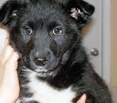 Like puppies, bunnies, babies, and so on. Lola Bc Spca