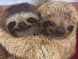 The Many Ways To Say I Love You A Cup Of Jo Animal Hugs Cute Baby Sloths Baby Sloth