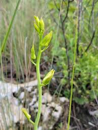 Image result for Eulophia alta