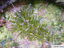 Image result for Vandenboschia gigantea