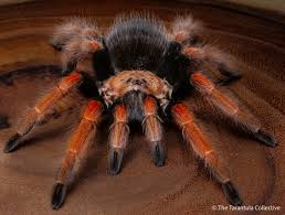 Image result for Brachystegia allenii × boehmii