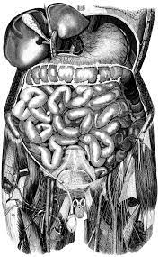 Like most decor decisions, it's a personal decision. Vintage Anatomy Drawings Black And White Abdomen Vintage Posters Medical Illustration Drawings