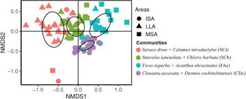 Image result for Cissus nigropilosa