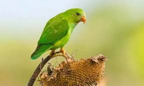 1,513 likes · 6 talking about this. Cara Membuat Sangkar Burung Serindit