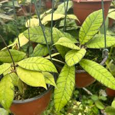 Image result for Parquetina calophylla