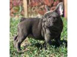 Overall a wonderful staff and atmosphere. Puppyfinder Com French Bulldog Puppies Puppies For Sale Near Me In Trenton New Jersey Usa Page 1 Displays 10