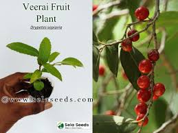 Image result for Drypetes gerrardii