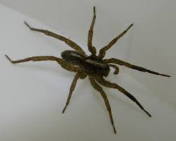 Black And Brown Wolf Spider Wolf Spider Michigan Spiders Wolf Spider Spider Spider Pictures