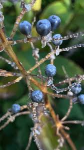 Image result for Pollia