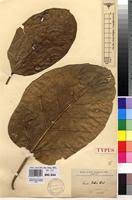 Image result for Ficus bubu