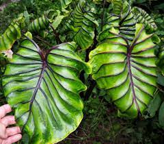 Colocasia Pharaoh S Mask Plants Nouveau Rainforest Plants Alocasia Plant Colocasia
