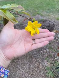 Image result for Ochna cyanophylla