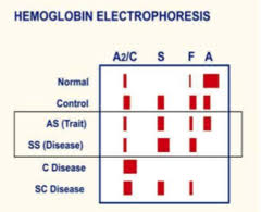 Genotype Compatibilities Sc Ac What You Need To Know