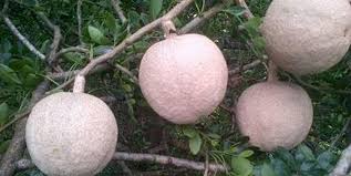 Bonsai pohon ileng ileng mangsian tua unik. Kawista Atau Buah Kawista Rasa Unik Langka Dan Kaya Manfaat