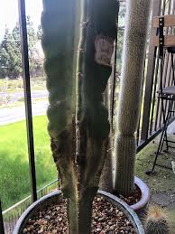 The bottom of the pot will not clog up because of the clay pellets. Questions Archives Cactus Jungle