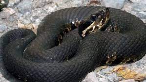 The water moccasin likes to take its time while it eats which is unusual for a snake, but is probably due to the prey being dead. Man Reportedly Dies Of Venomous Snake Bite
