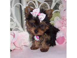 I Have Three Cute Teacup Yorkie Puppies For Free Adoption Teacup Yorkie Puppy Yorkie Puppy Teacup Yorkie