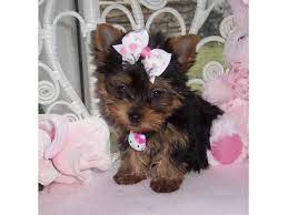 Yorkie puppies are usually intelligent and loving by nature. I Have Three Cute Teacup Yorkie Puppies For Free Adoption Teacup Yorkie Puppy Yorkie Puppy Teacup Puppies