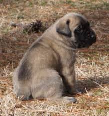 Both parents are awesome watch dogs. Coat Color In Mastiffs Mastiff Puppies For Sale Two Ponds Kennel