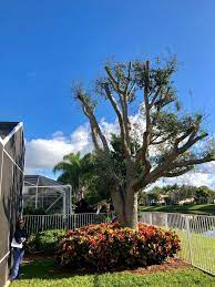 Tree Pruning Code Violation Southeast Arborist Llc