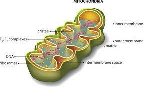 Projection Of Biphasic State To Mitochondria Mitochondria Mitochondrial Disease Ozone Therapy