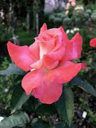 Pin By My Anh On 1 A File General Blooming Rose Beautiful Flowers Flower Photos