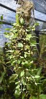 Image result for Bulbophyllum sandersonii