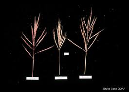 Image result for Bothriochloa bladhii
