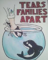 Feel Sorry For That Baby Orca That Is Exactly What Seaworld Do And Have Done Many Times Before Save The Orcas No Animal Should Sea World Save The Whales Orca