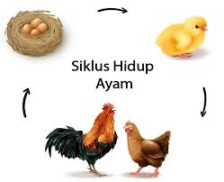 We did not find results for: Contoh Siklus Hidup Hewan Tanpa Mengalami Metamorfosis Siklus Hidup Ayam Hingga Kucing Semua Halaman Bobo