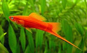 Tanaman hias aquarium ini dapat digunakan sebagai karpet aquarium yang alami, tempat tinggal atau sembunyi ikan, dan sebagai penyeimbang lingkungan aquarium. 13 Jenis Ikan Hias Air Tawar Yang Mudah Dipelihara Untuk Pemula