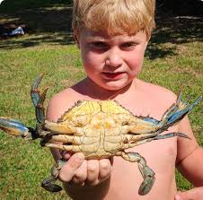 Good haul out of the crabpot today