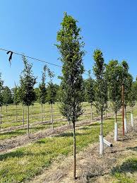 Image result for Ulmus parvifolia