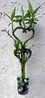 Lucky Bamboo Heart 2 Heart Arrangement Great Gift For Wedding Anniversary Or Valentine S Day By Honeybeadsjew Lucky Bamboo Plants Lucky Bamboo Bamboo Plants