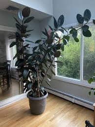 Image result for ficus elastica flower