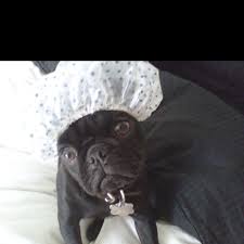 Shower Cap Chap Shower Cap French Bulldog Pugs