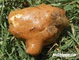 See what poo diarrhea (poodiarrhea) has discovered on pinterest, the world's biggest collection of ideas. Diarrhoea In Chickens