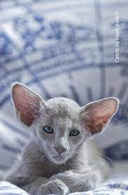Lavender Beautiful Cats Oriental Shorthair Cats Pretty Cats