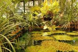 Grădinile botanice găzduiesc adesea sute sau mii de flori și plante, specimene rare ori comune, autohtone, dar și de grădina botanică a „universității de vest vasile goldiș din macea. Stiri Si Informatii De Ultima Ora Din Judetul Hunedoara Mesagerul Hunedorean