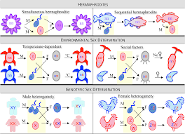 Gender-Inclusive Biology