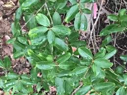 Image result for Galpinia transvaalica