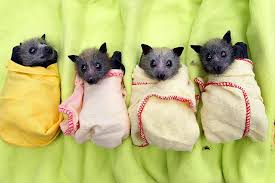 Rescued baby bats wrapped in blankets for warmth