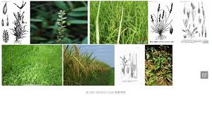 Image result for Acrachne