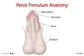 Penis Frenulum (Human Anatomy): Image, Functions, Diseases and Treatments
